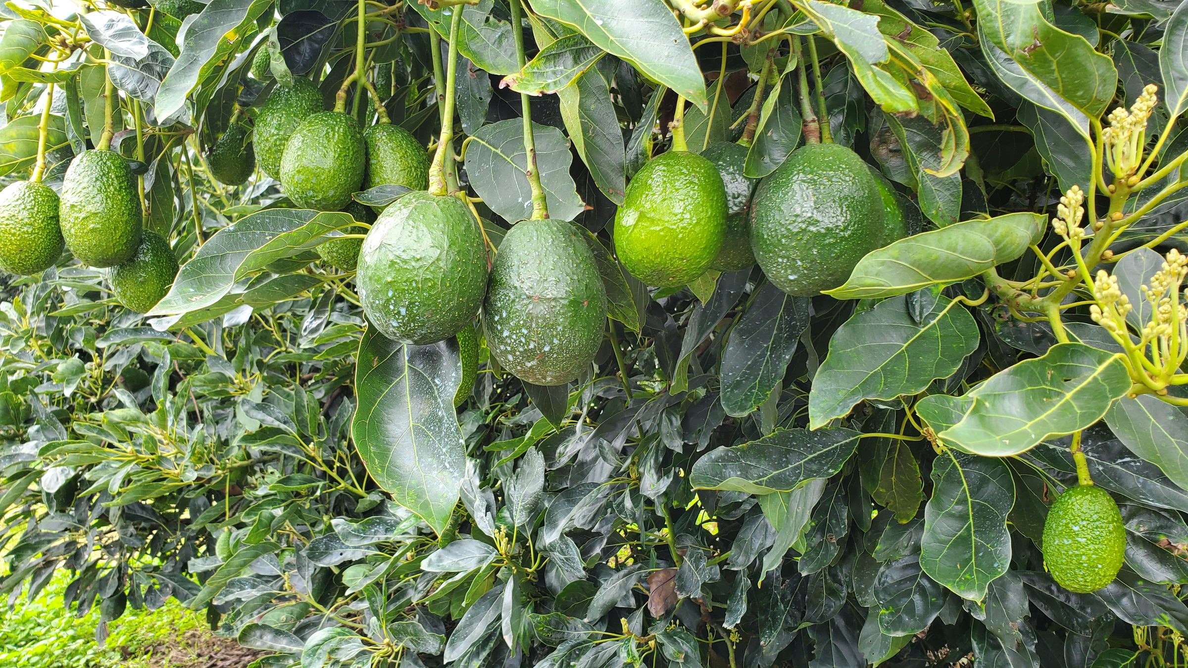 Aguacate Hass en el árbol, huerta de Jalisco