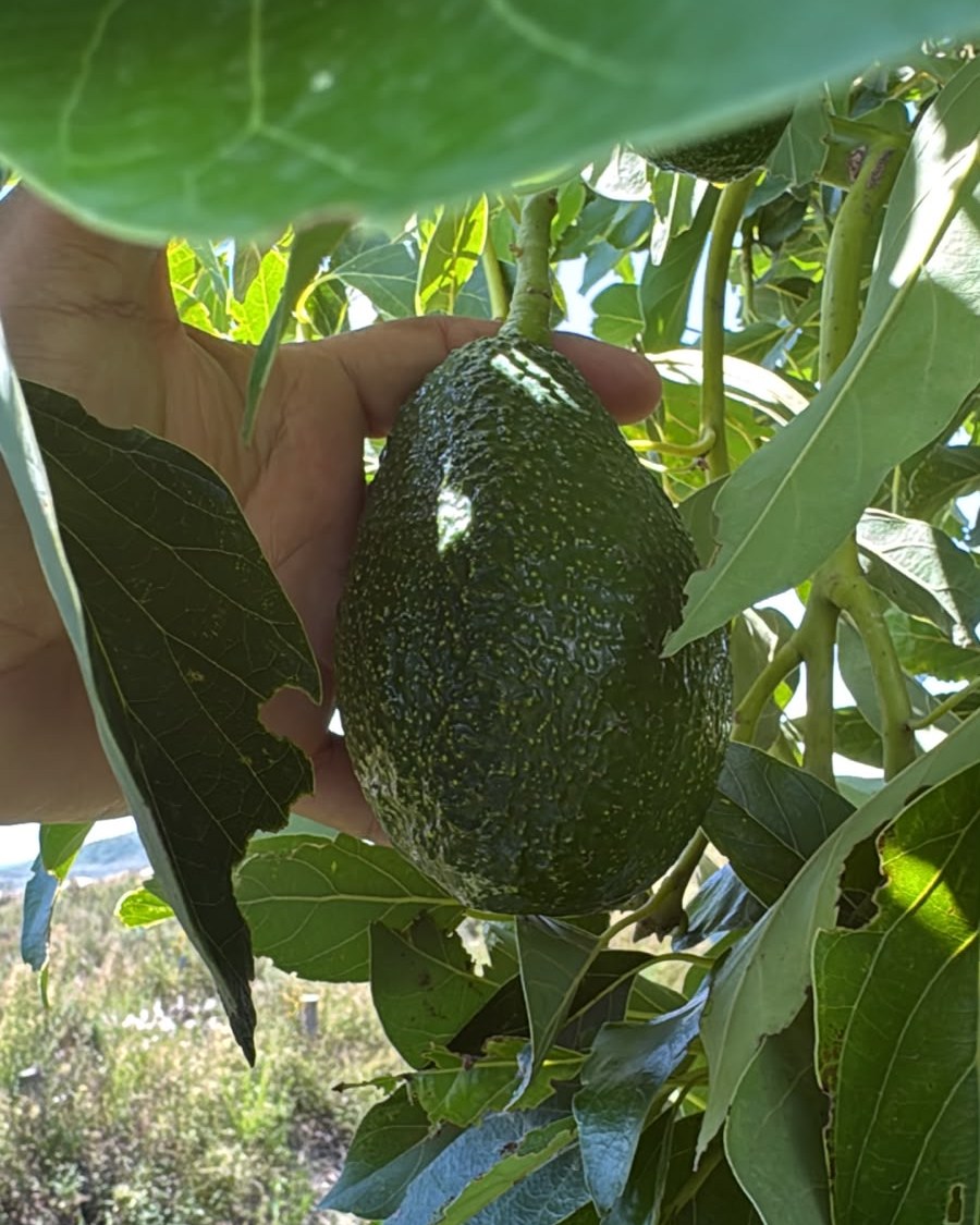 Aguacate Luna UCR en el árbol, huerta piloto en Jalisco