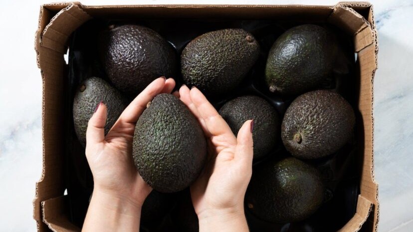 Caja de aguacate Hass de exportación