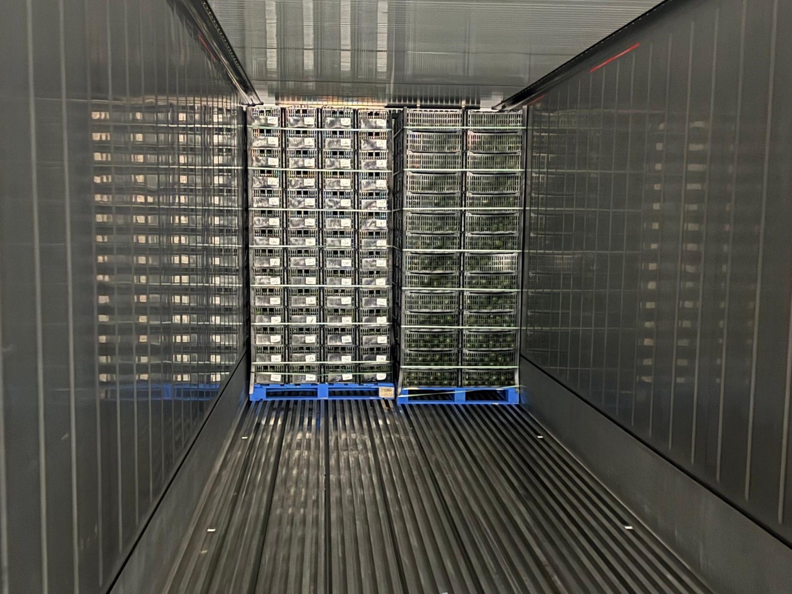 Carga de tarimas en contenedor refrigerado