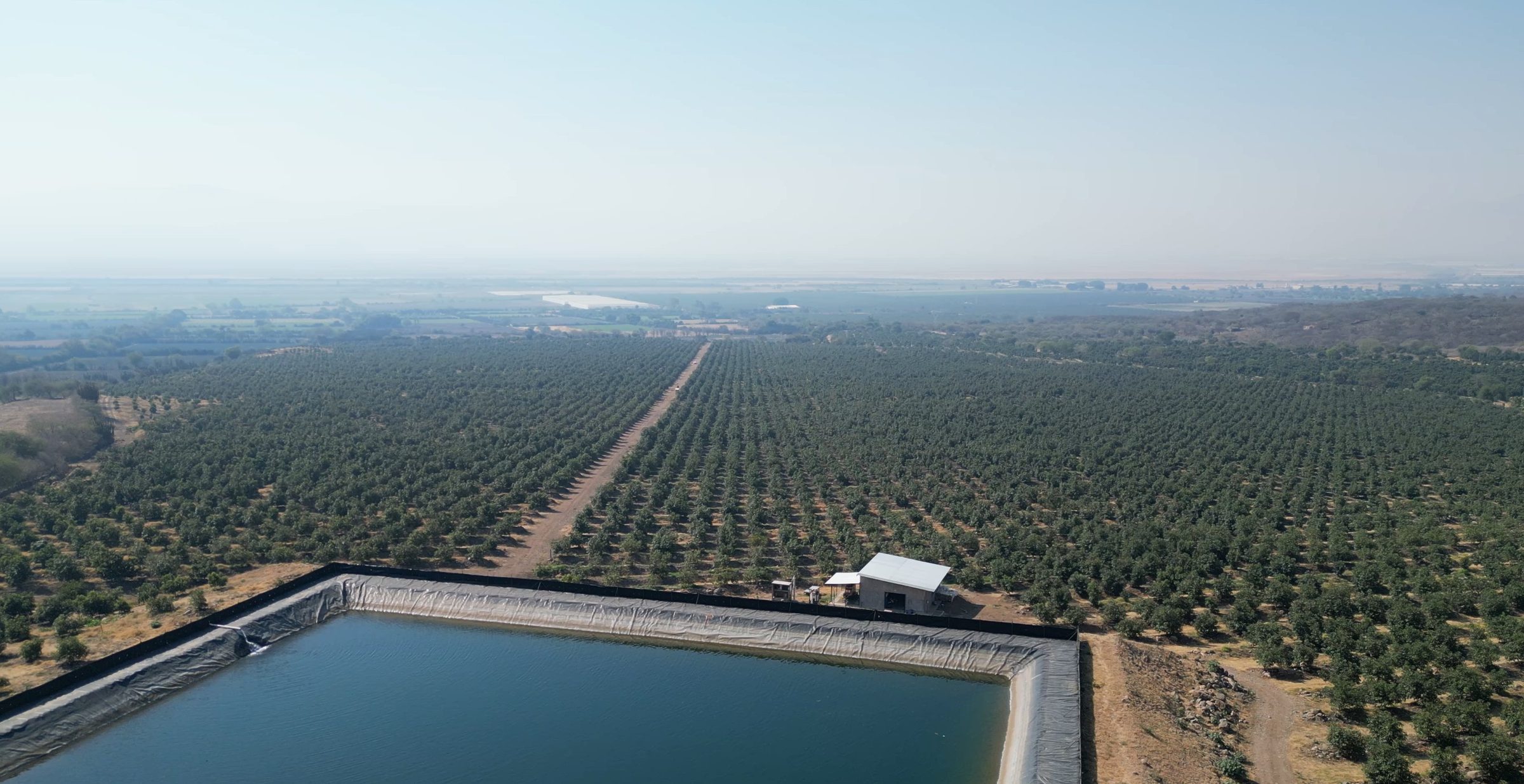 Huerta de aguacate con riego tecnificado y bordo de agua