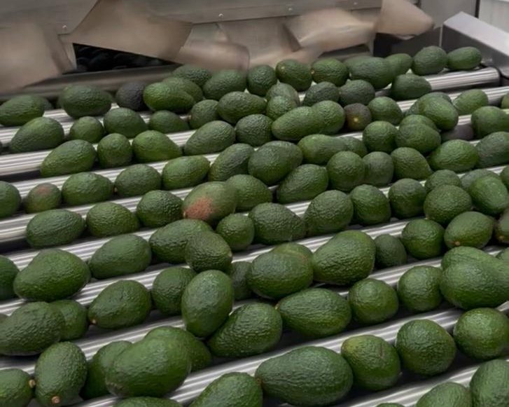 Aguacates Hass avanzando por la línea de clasificación