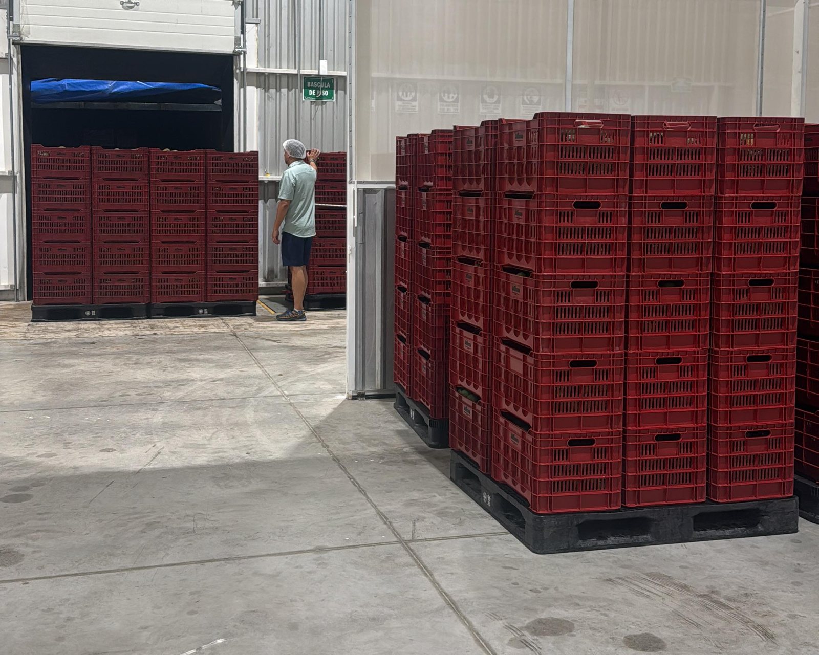 Recepción de fruta en cajas de campo JALISCAVO